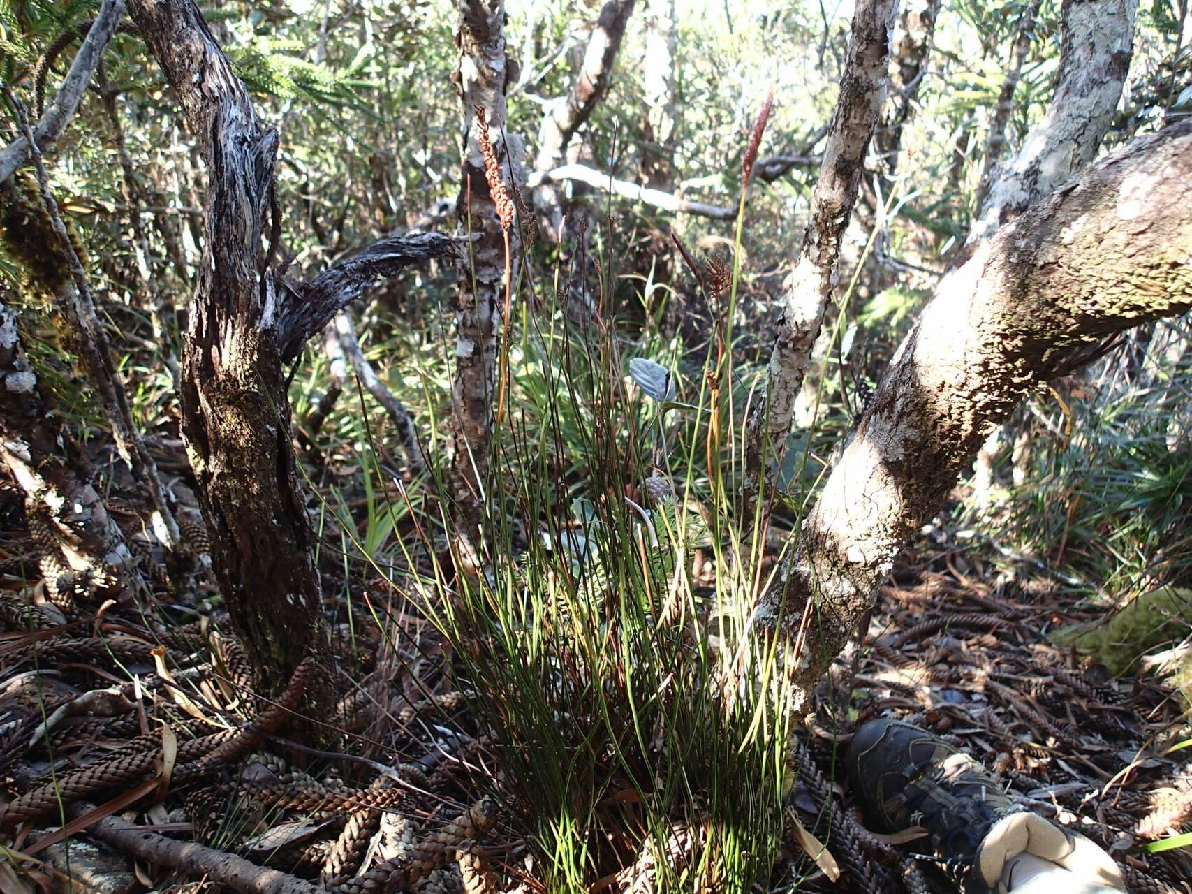 Schizaea fistulosa — related species from the same genus