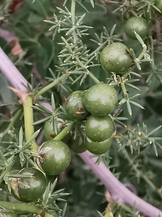 Asparagus aphyllus fruit