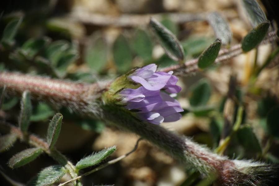Astragalus sesameus flower