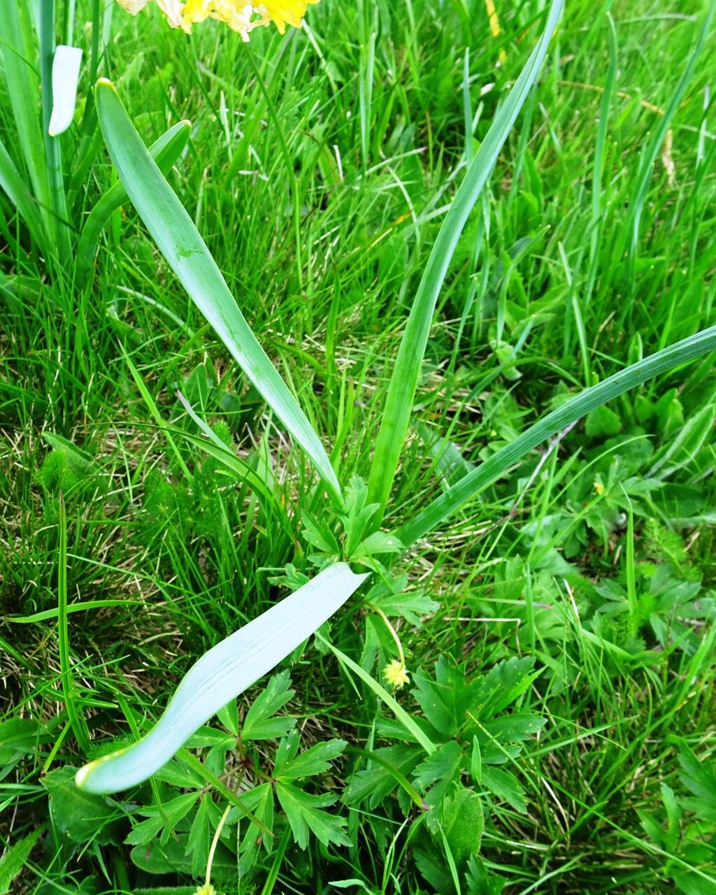 Narcissus bicolor — search result for 'Narcissus'