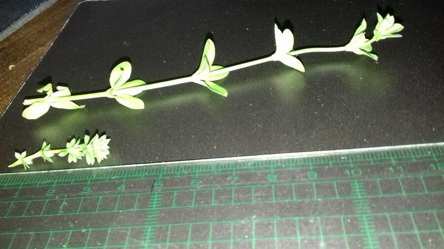 Asperula laevigata leaf