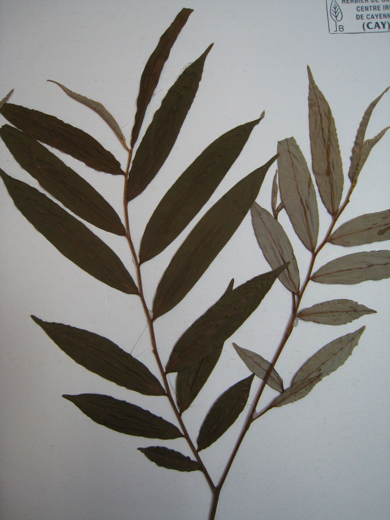 Xylopia surinamensis — search result for 'Xylopia'