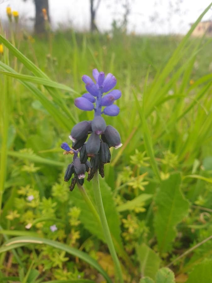 Muscari commutatum flower
