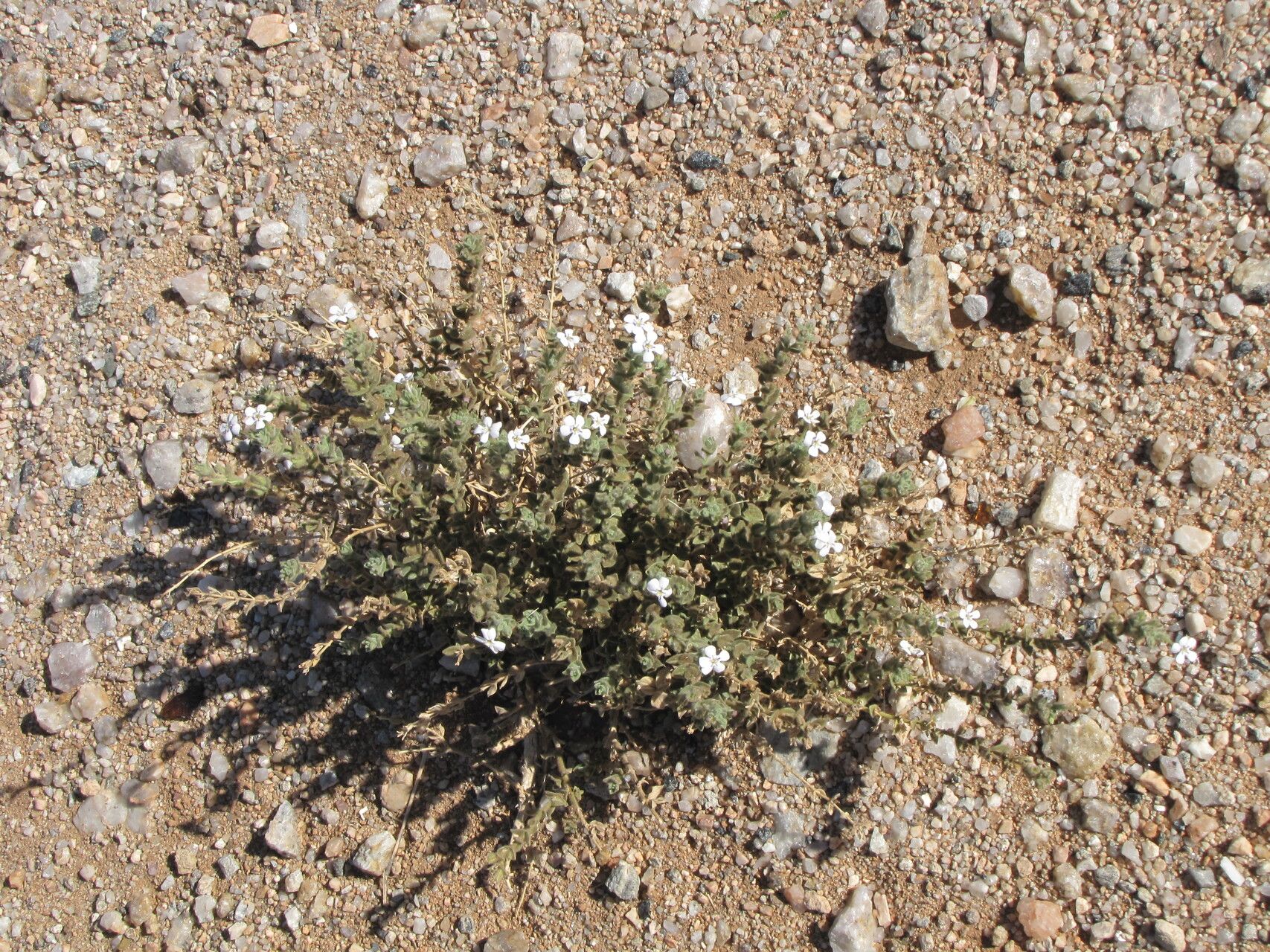 Jamesbrittenia maxii habit