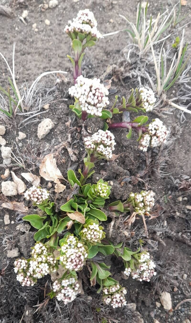 Valeriana boelckei habit