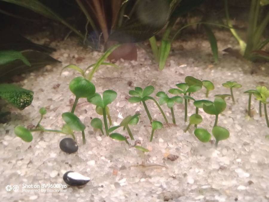 Marsilea hirsuta — houseplant care guide