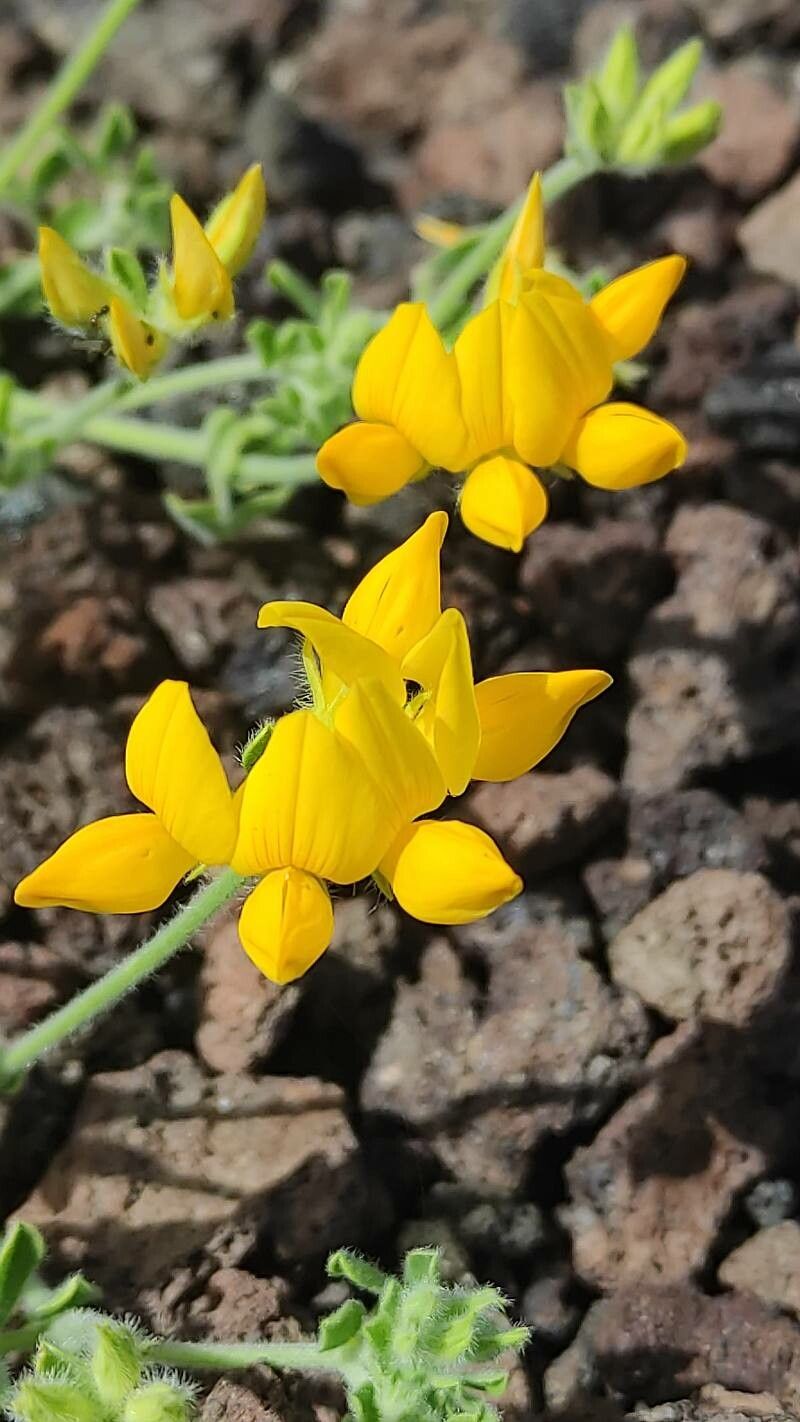 Lotus lancerottensis flower