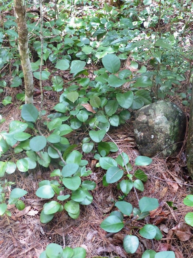 Phyllanthus macrochorion habit