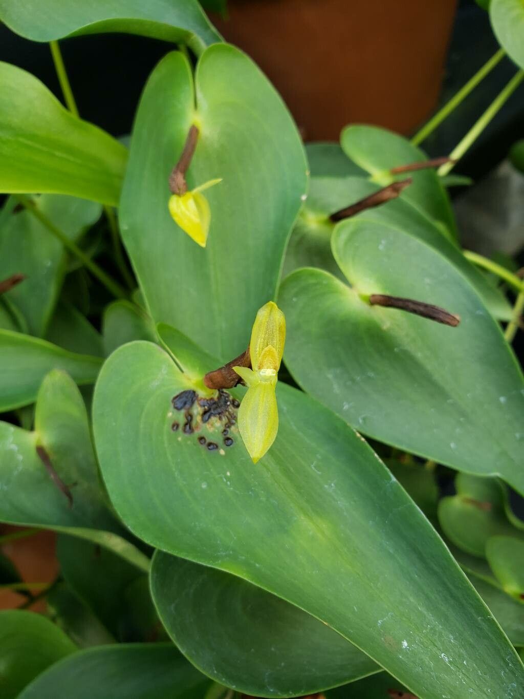 Pleurothallis radula flower
