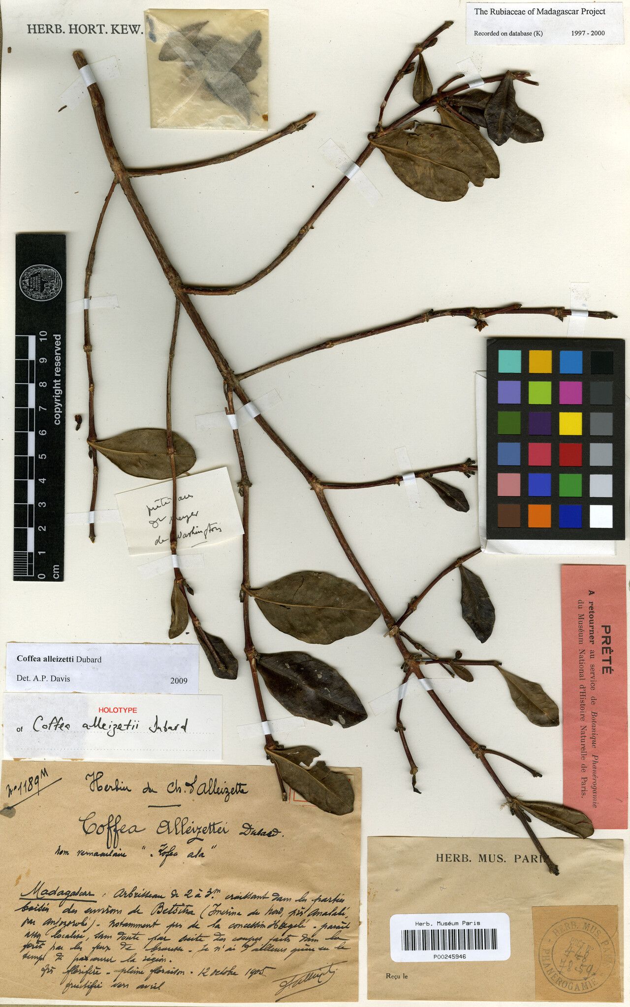 Coffea alleizettii — related species from the same genus