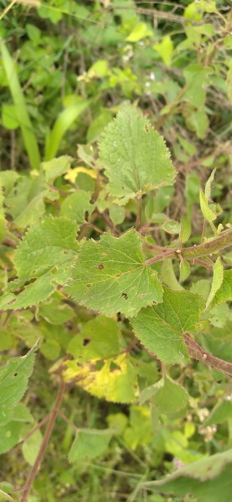 Urolepis hecatantha leaf