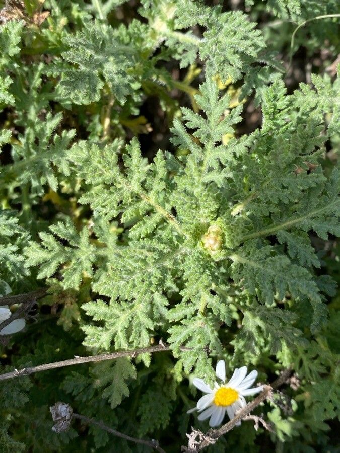Argyranthemum adauctum
