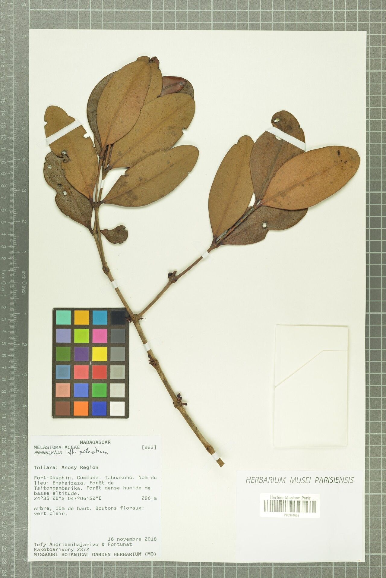 Memecylon pileatum — houseplant care guide