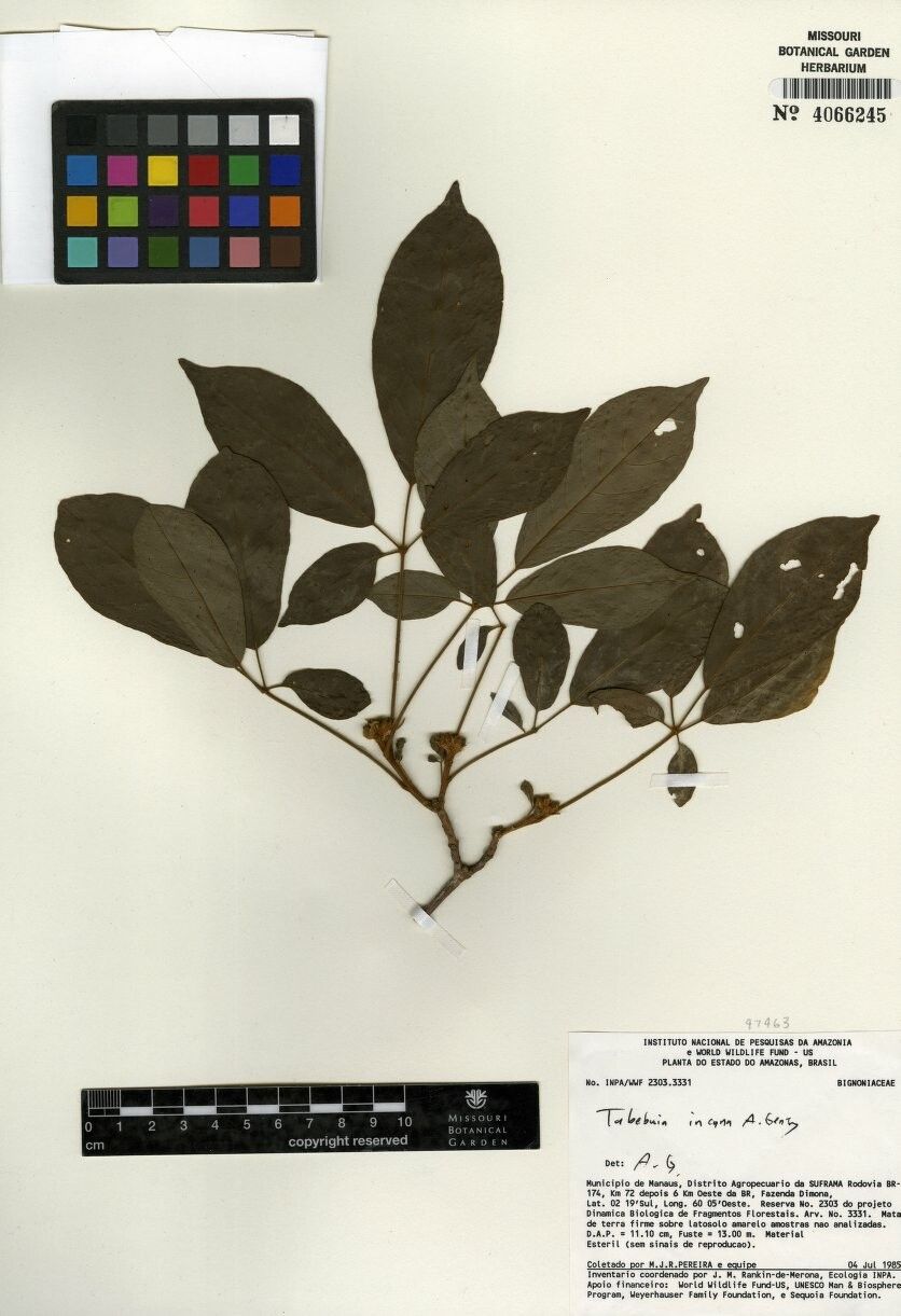 Handroanthus incanus other