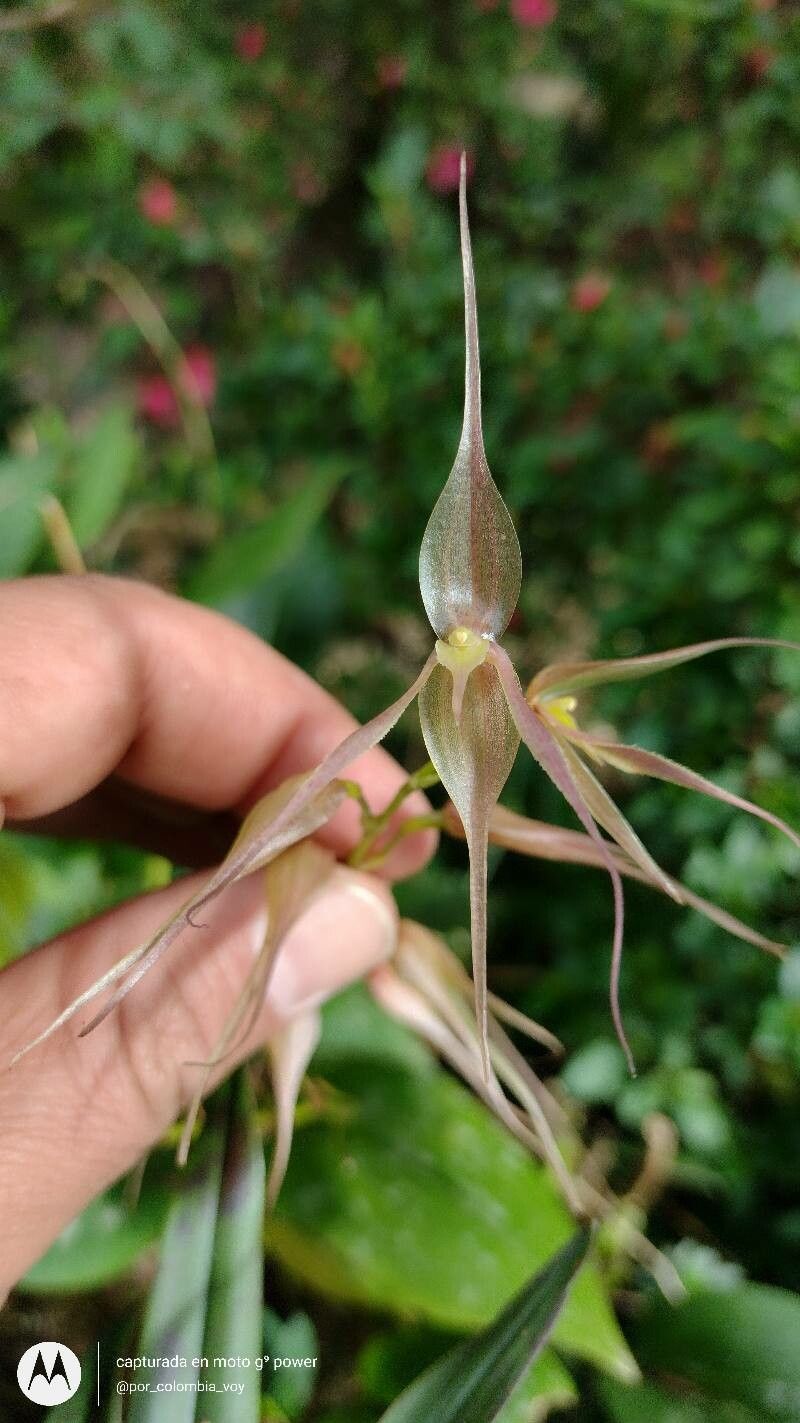 Pleurothallis phalangifera — houseplant care guide