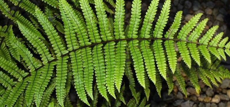 Thelypteris pennigera — search result for 'Thelypteris'