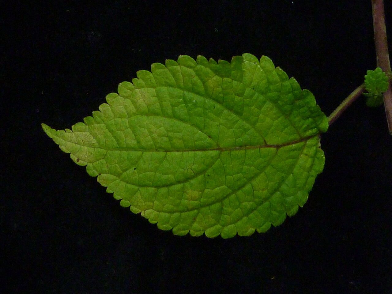 Craniotome furcata — search result for 'Laos'