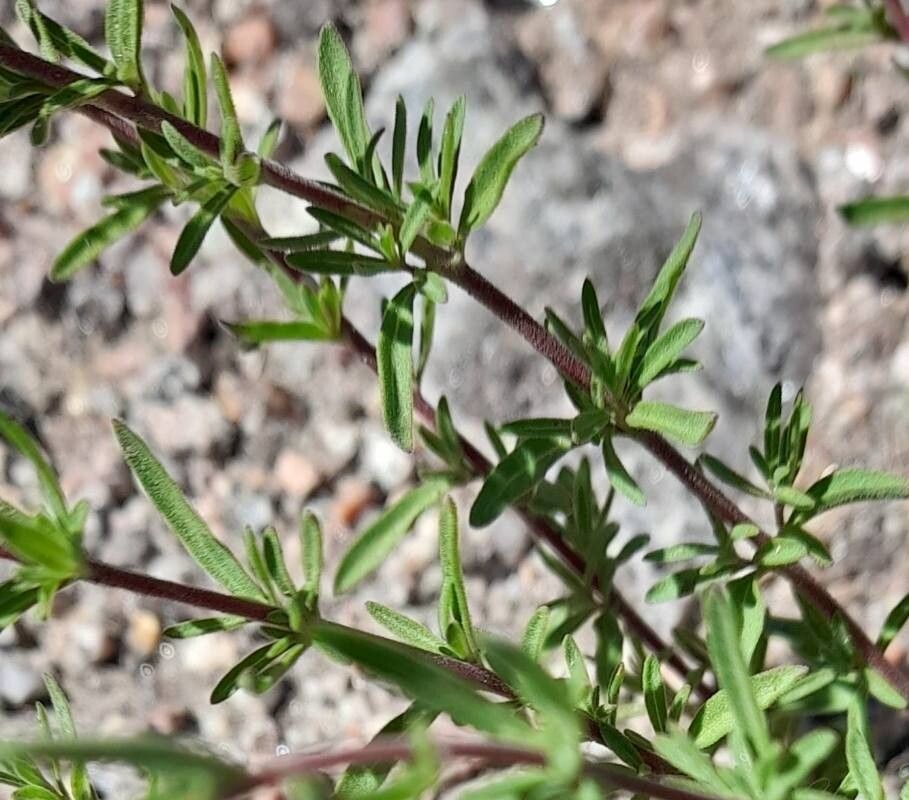 Stevia satureiifolium — houseplant care guide