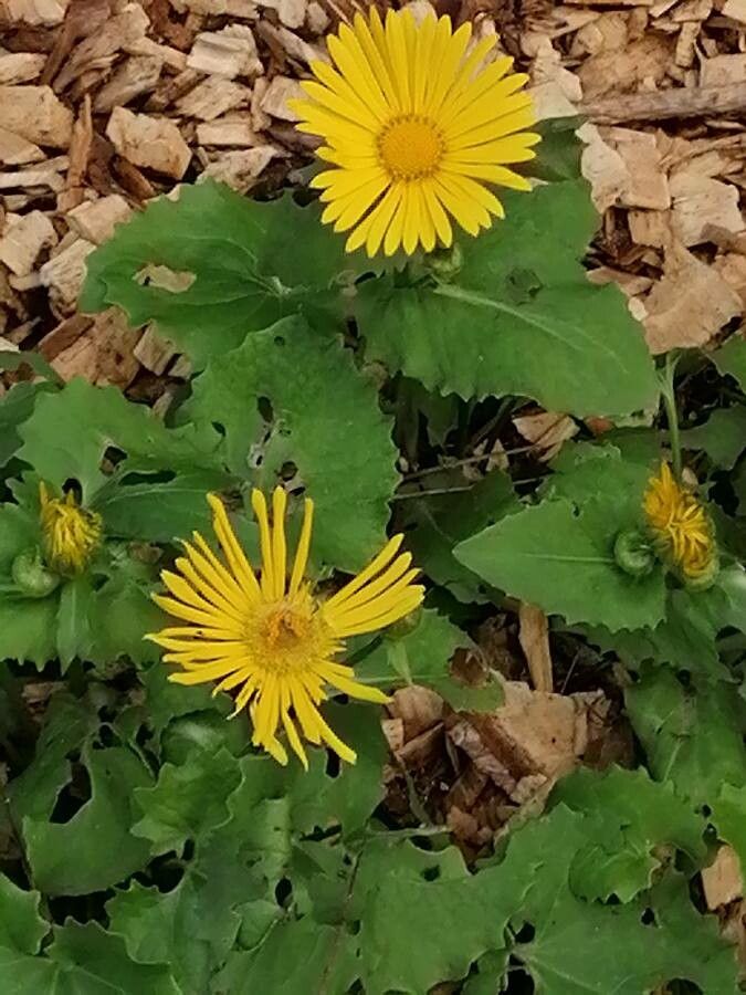 Doronicum orientale flower