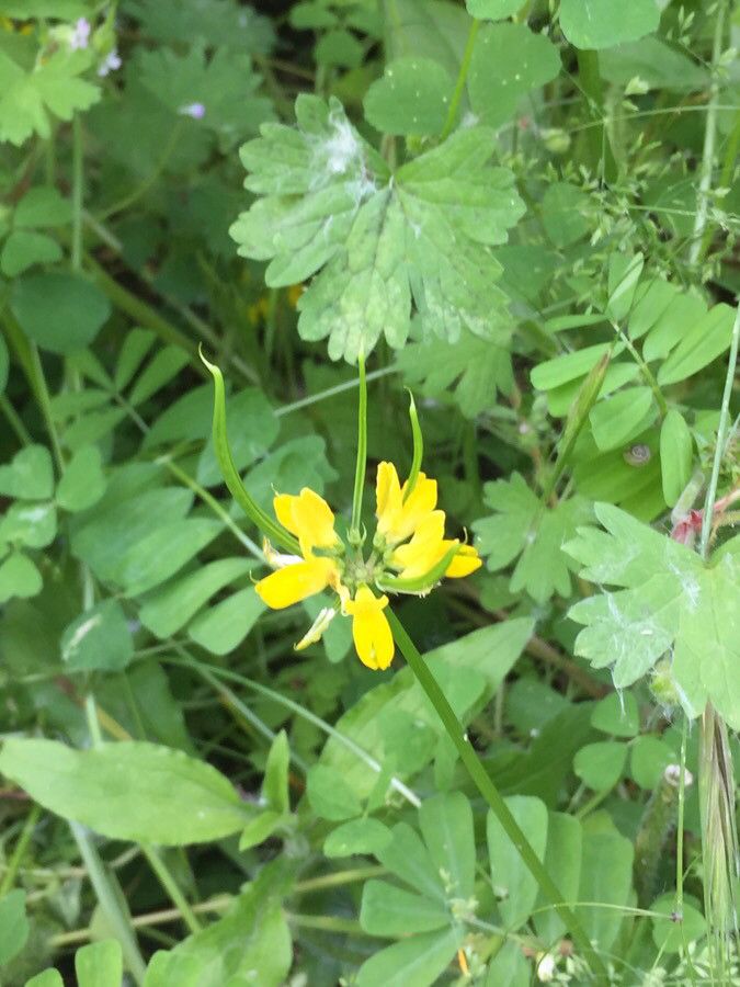 Securigera securidaca fruit