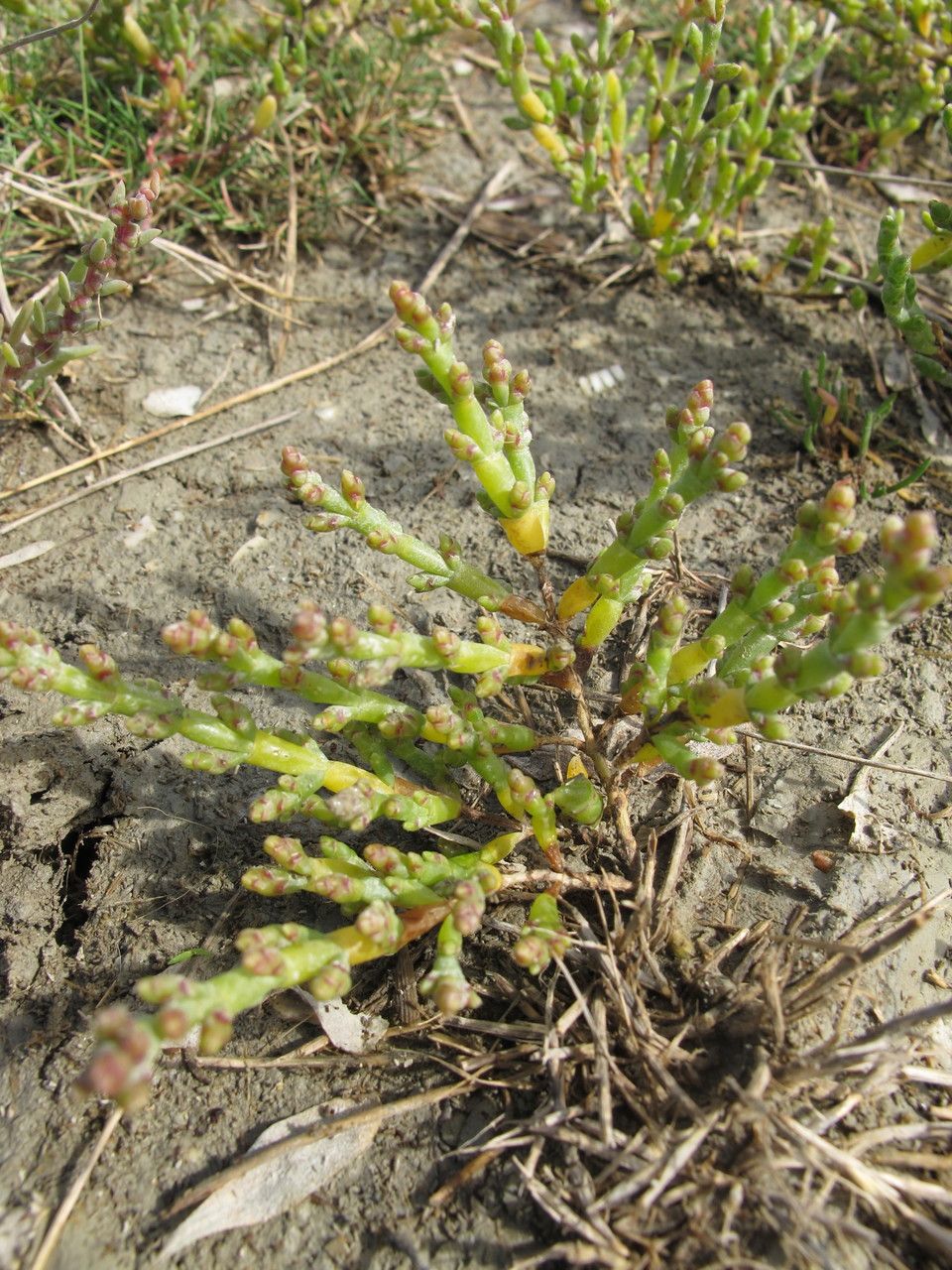 Limonium normannicum habit