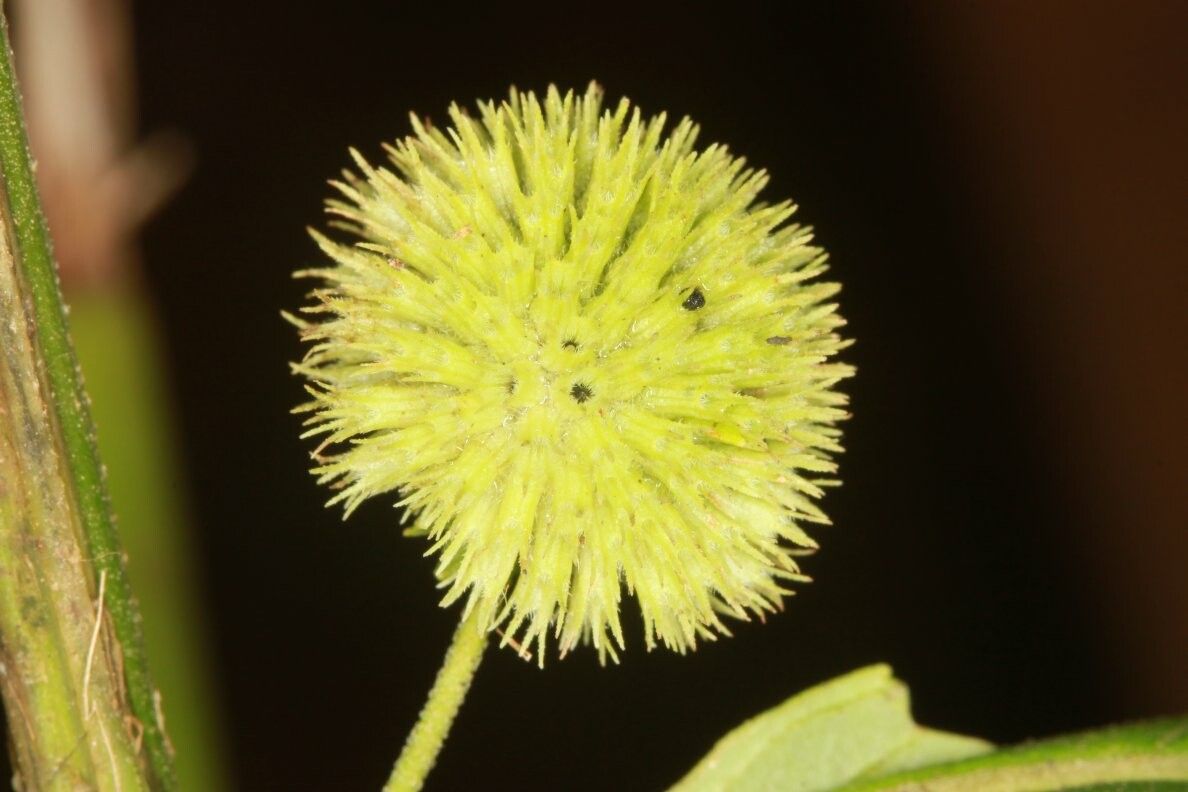 Hyptis lanceolata fruit