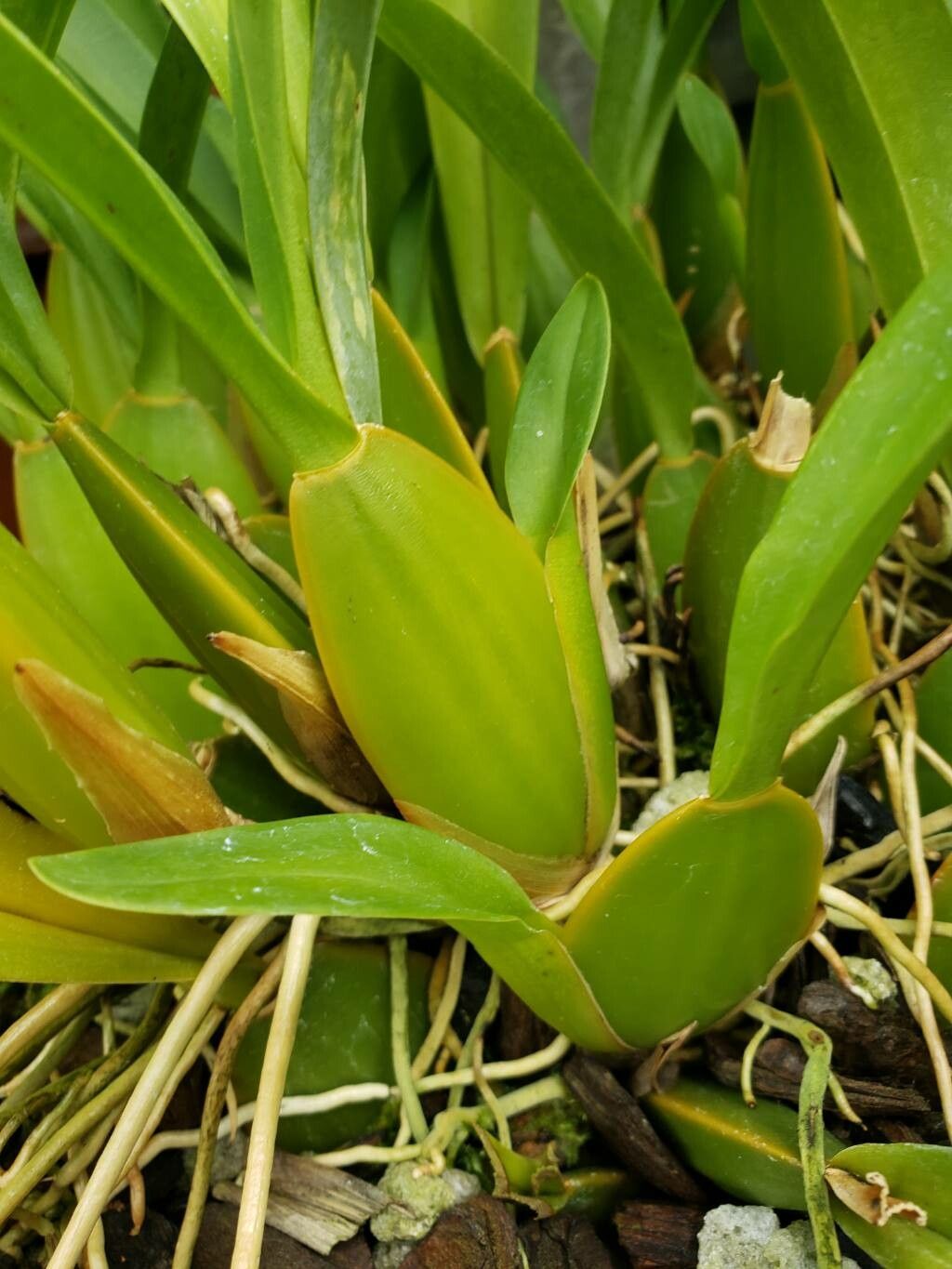 Brassia jipijapensis other
