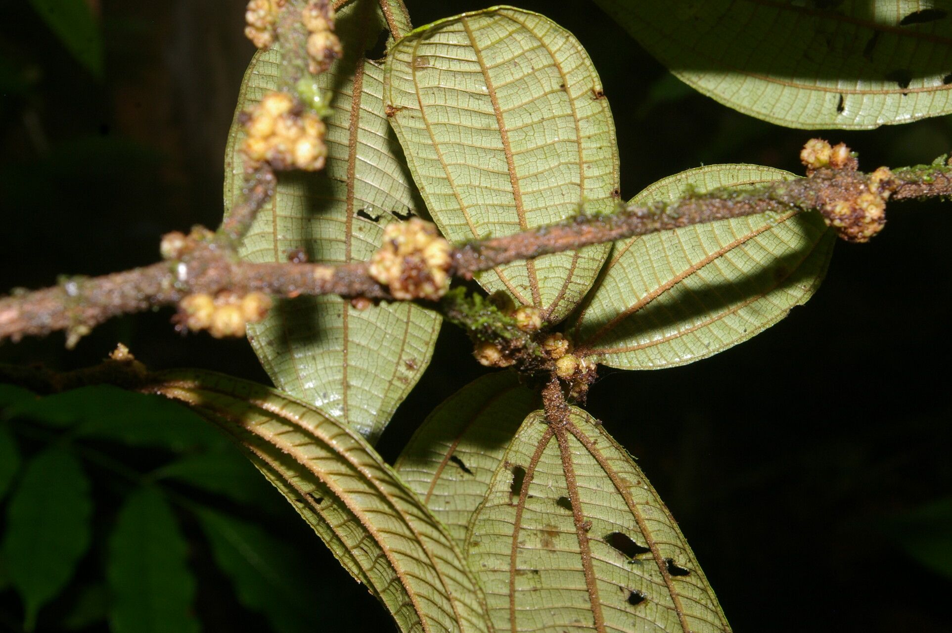 Miconia approximata leaf