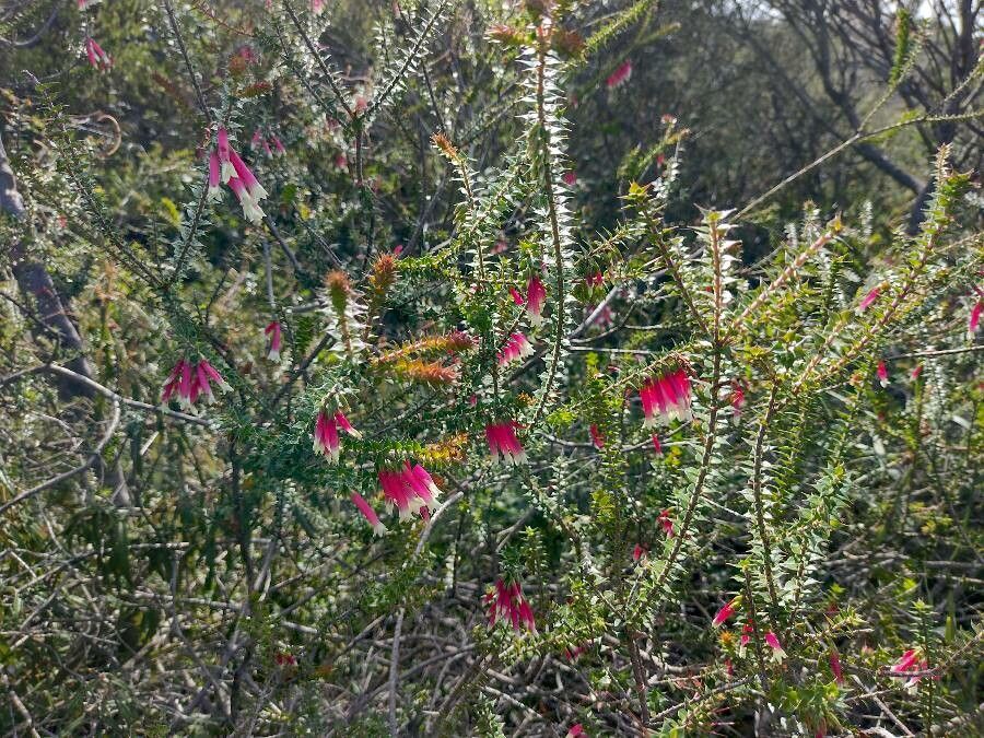 Epacris longiflora habit