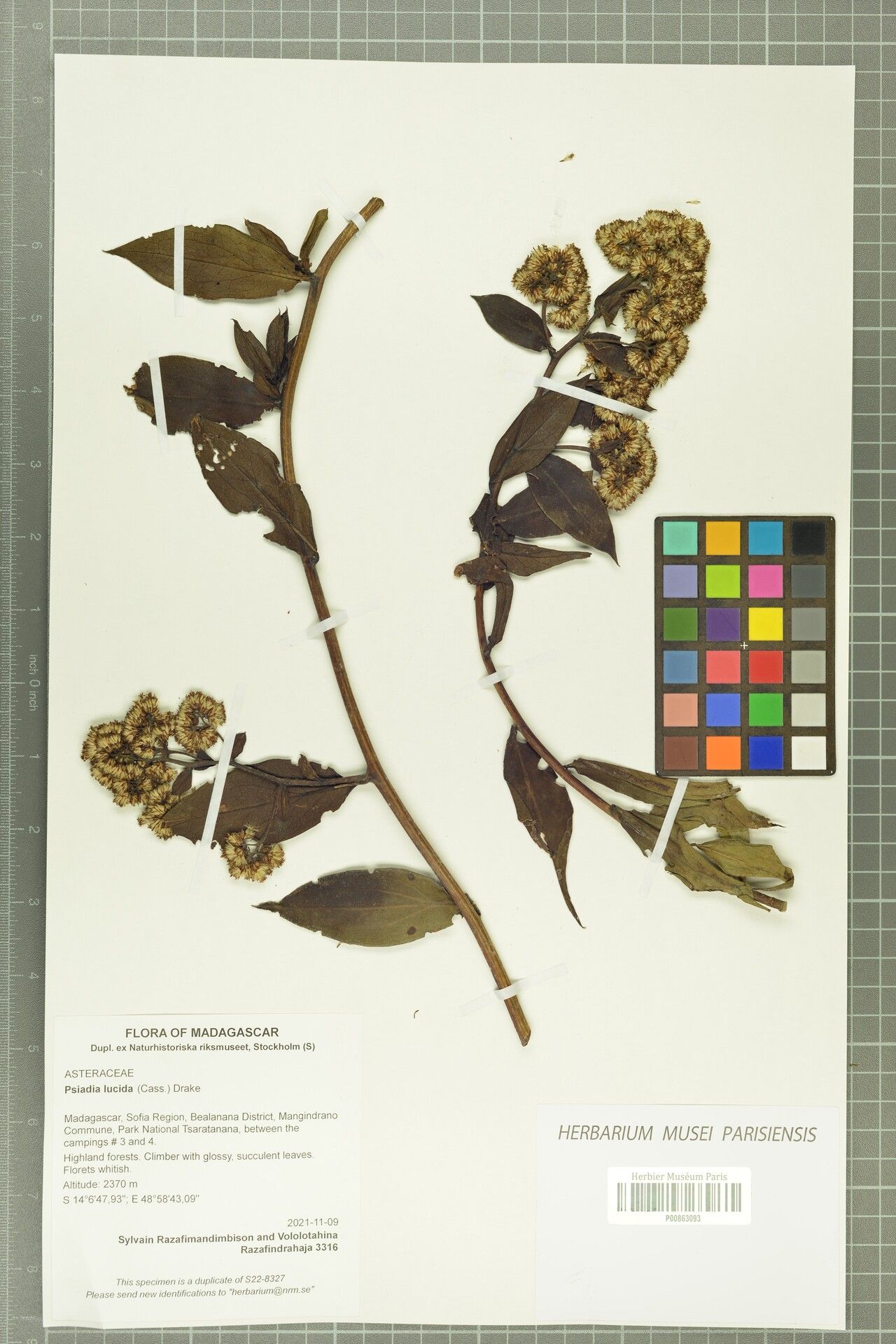 Psiadia lucida — houseplant care guide