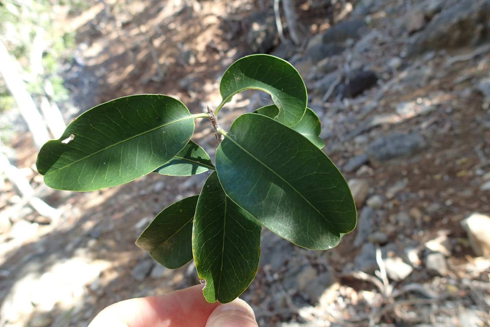 Planchonella luteocostata — houseplant care guide