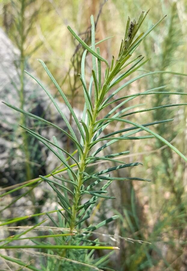 Vernonanthura nudiflora leaf