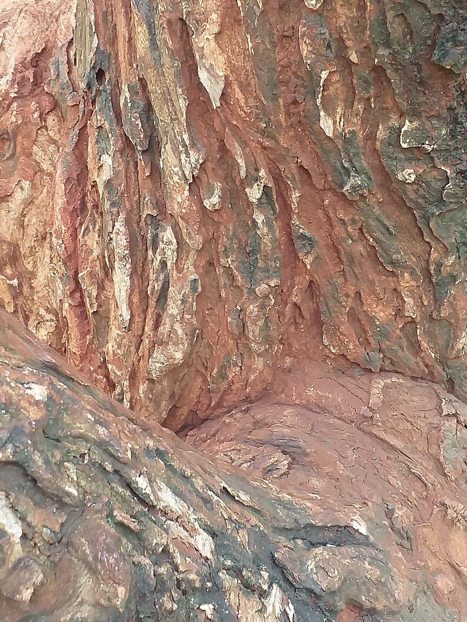 Tabebuia chrysantha bark