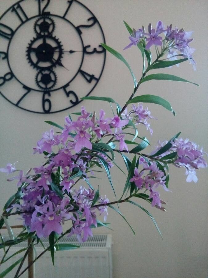 Epidendrum centropetalum habit