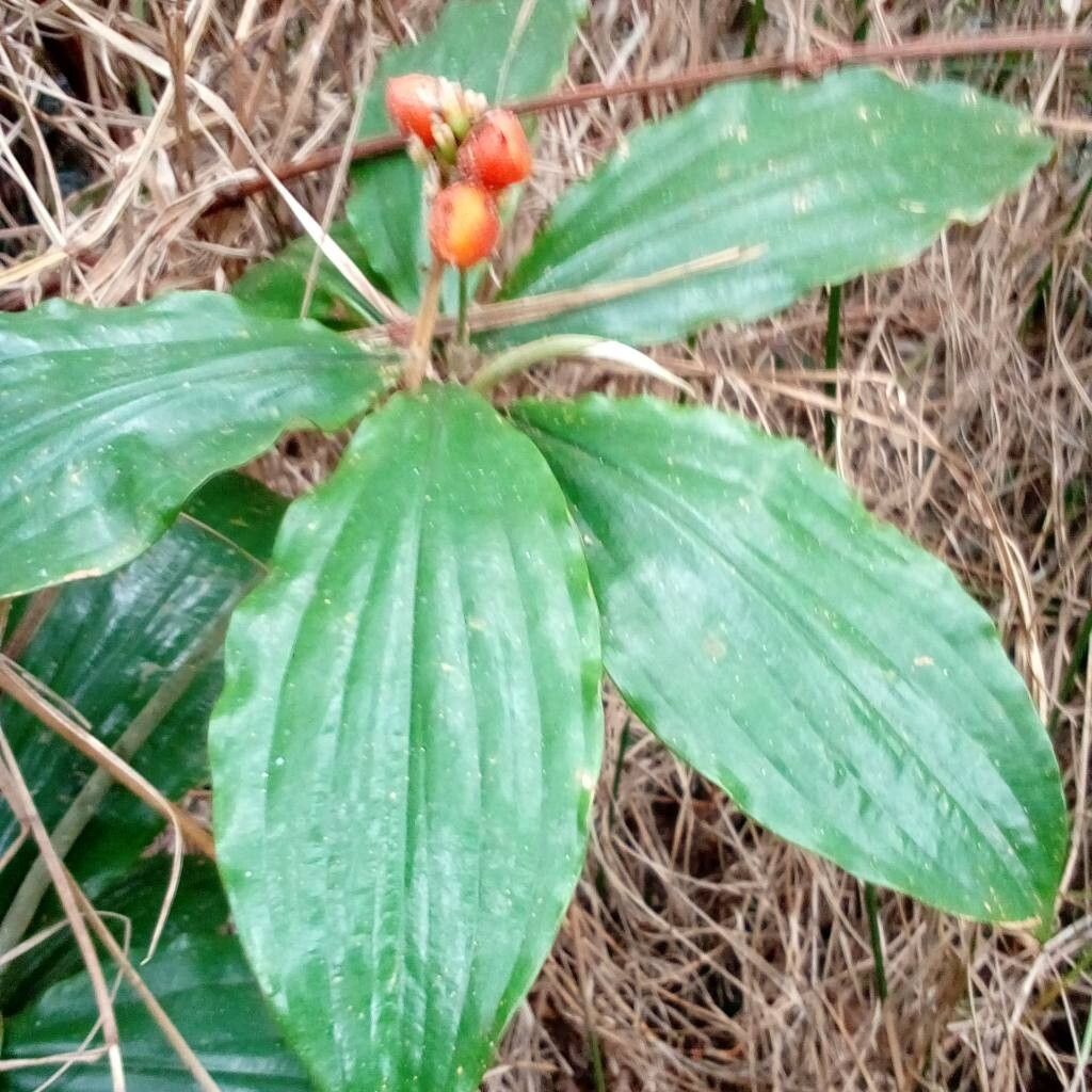 Palisota brachythyrsa leaf