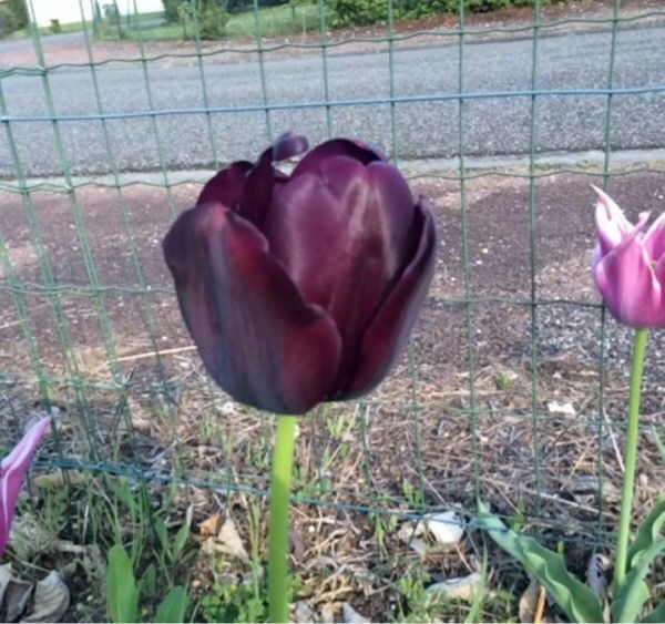 Tulipa didieri other