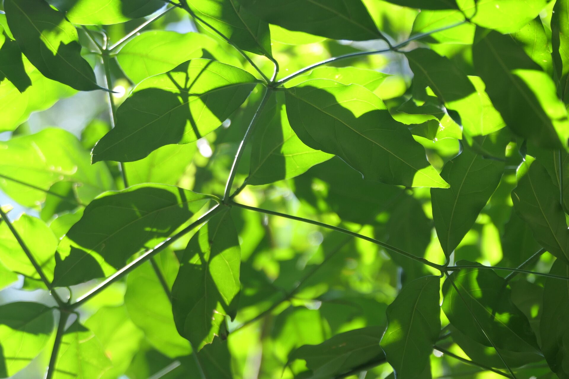 Rothmannia manganjae leaf