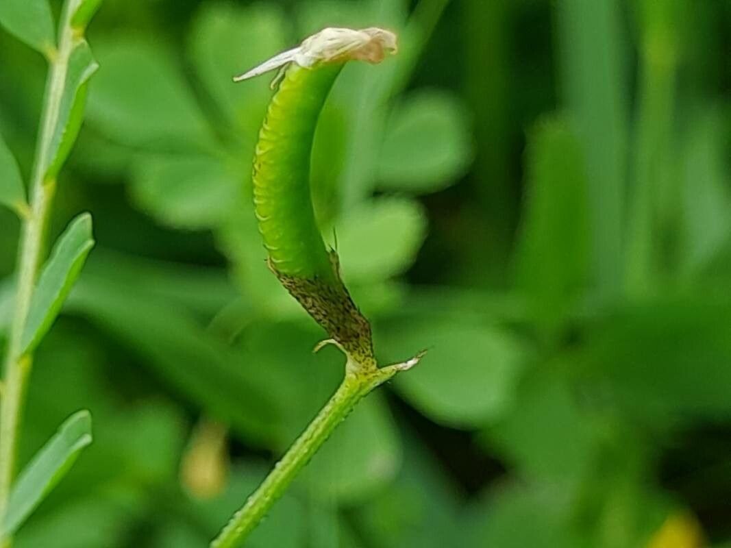 Astragalus crenatus fruit
