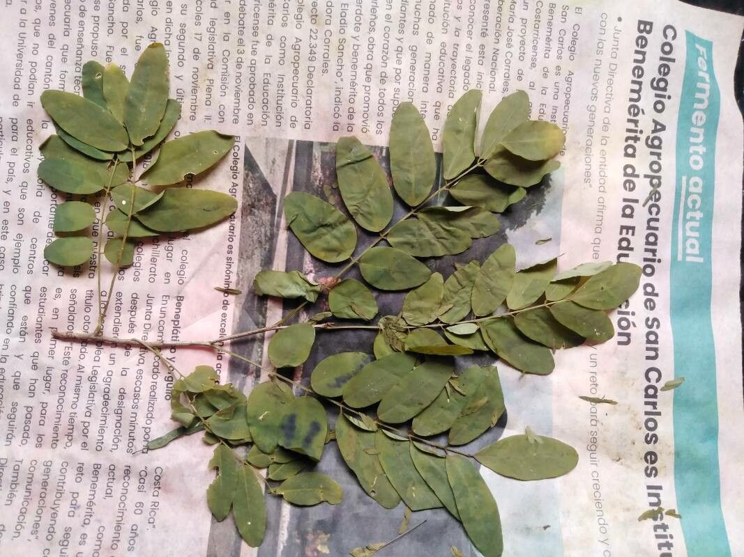 Lennea viridiflora — search result for 'El Salvador'