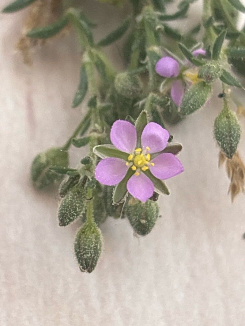 Spergularia capillacea flower