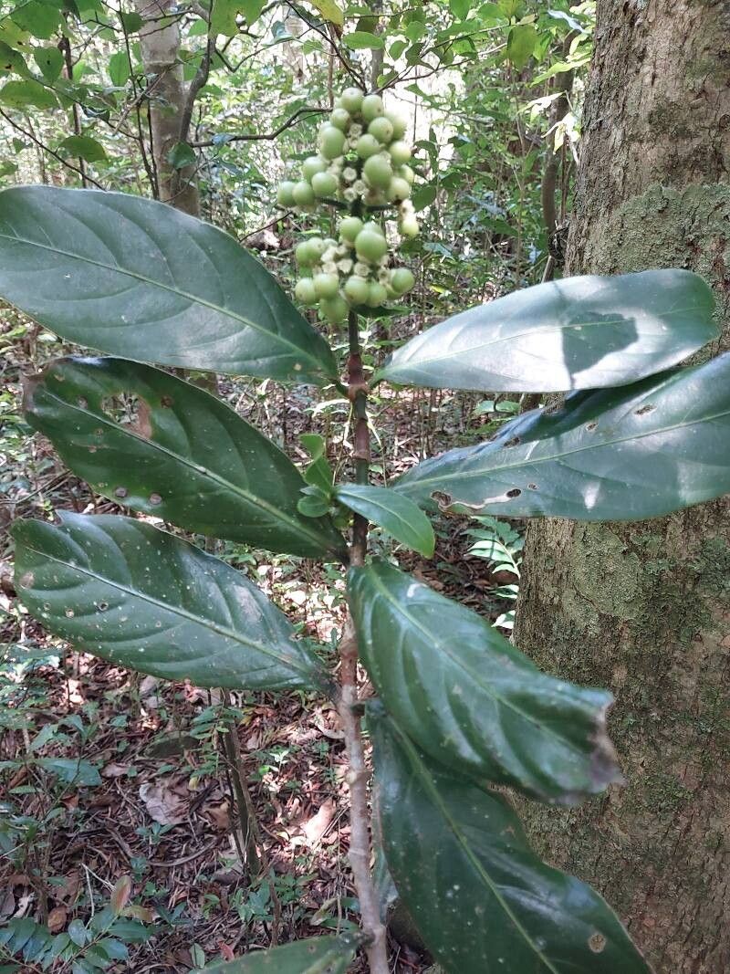Gaertnera arenaria other
