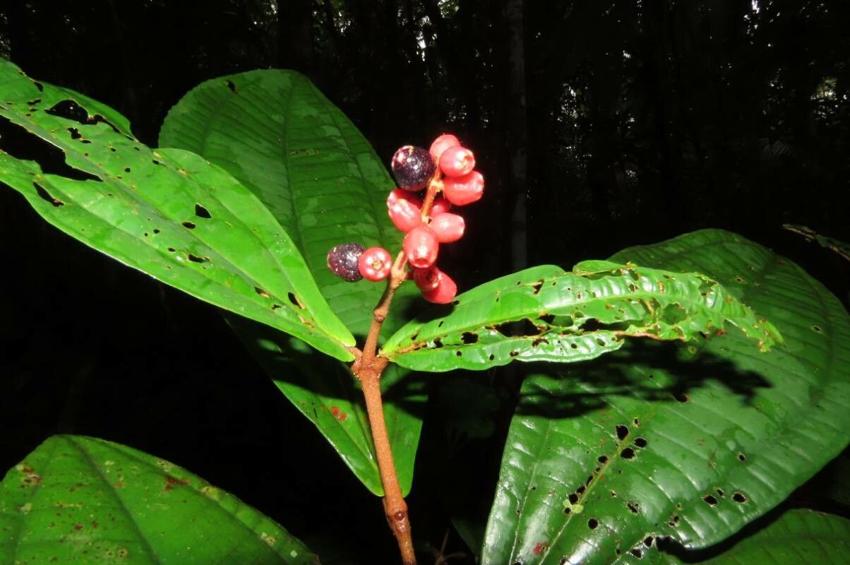 Miconia simplex fruit