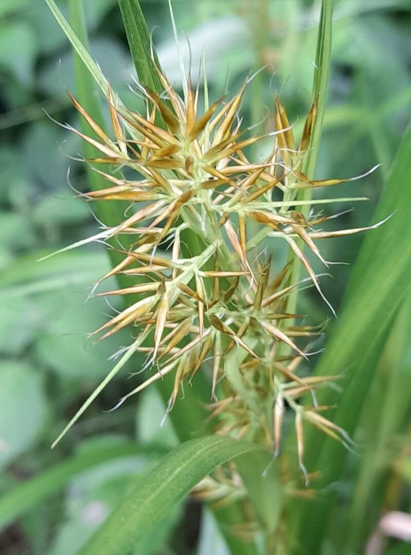 Rhynchospora hieronymi flower