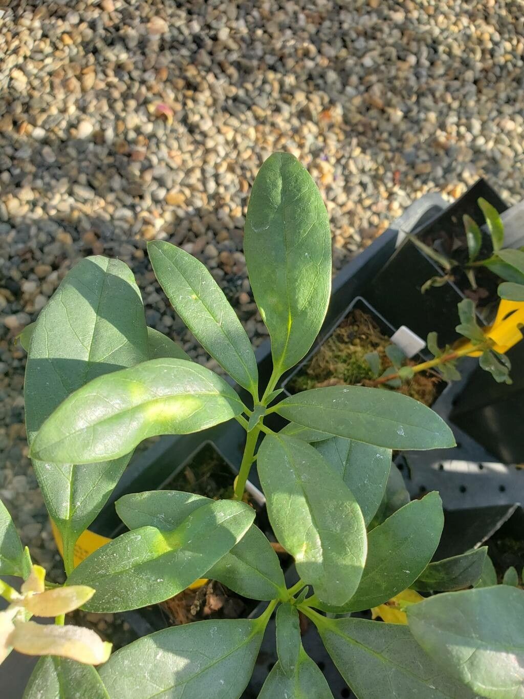 Rhododendron rushforthii — houseplant care guide