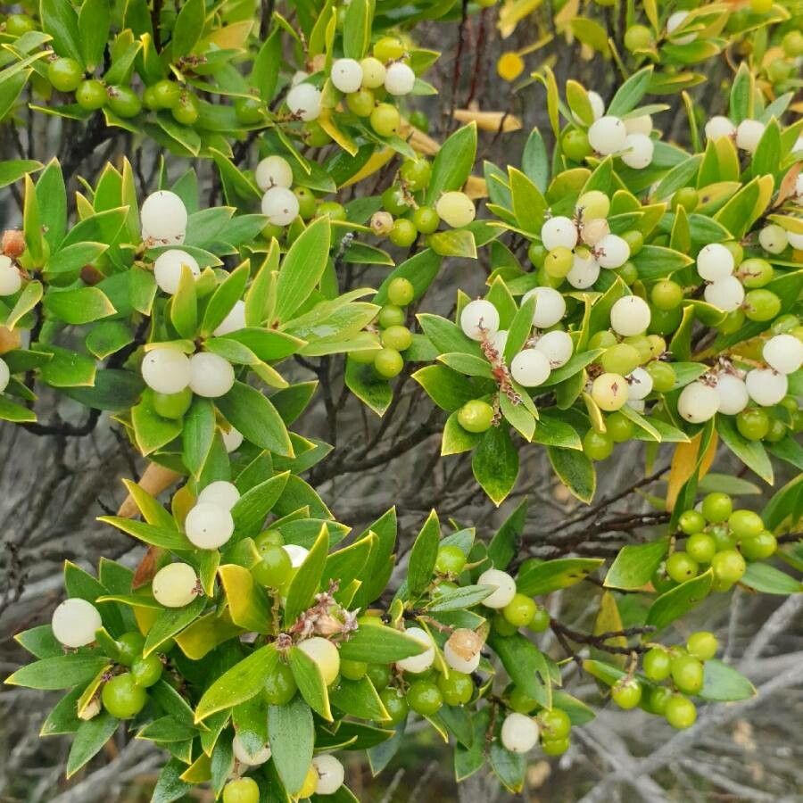 Leucopogon parviflorus — houseplant care guide