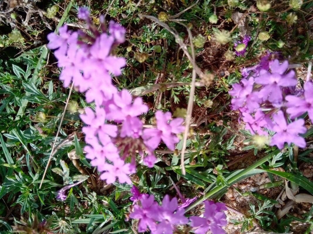 Verbena dissecta flower