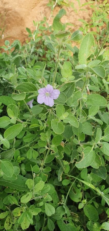 Ruellia patula — search result for 'Ruellia'