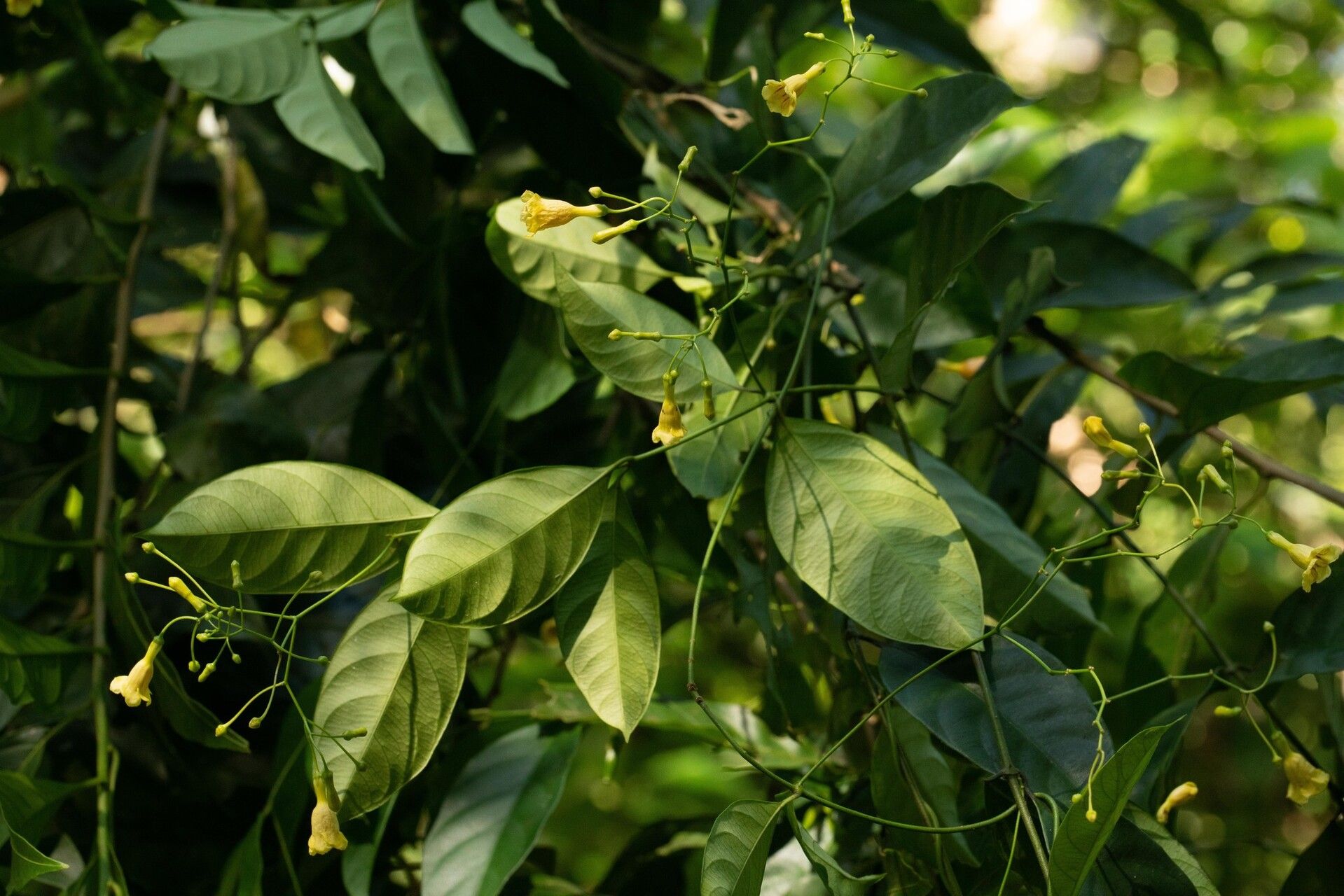Odontadenia laxiflora habit