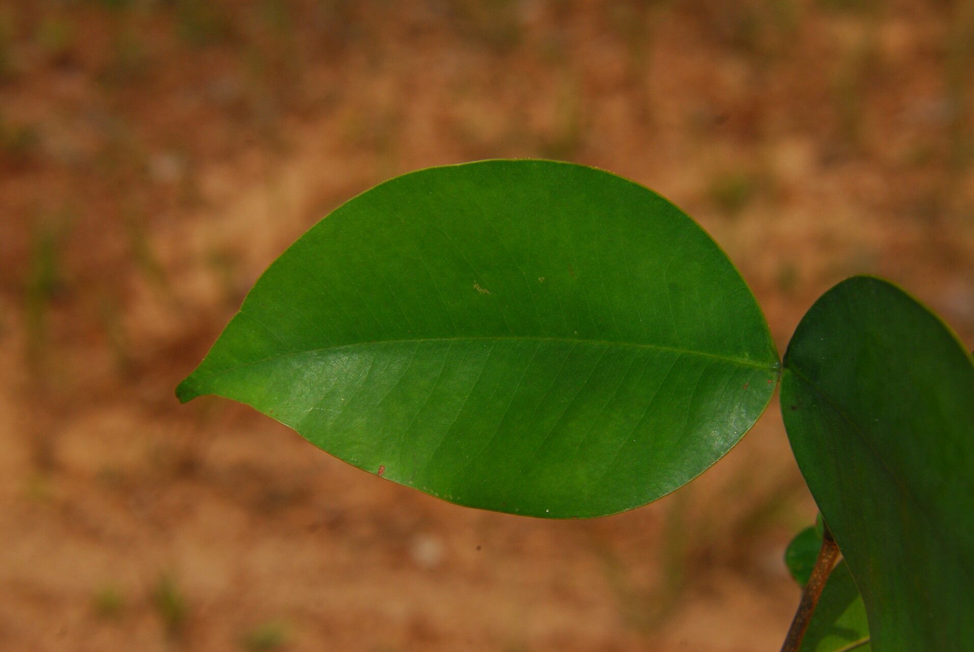 Sindora klaineana — related species from the same genus