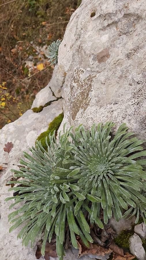 Saxifraga longifolia flower
